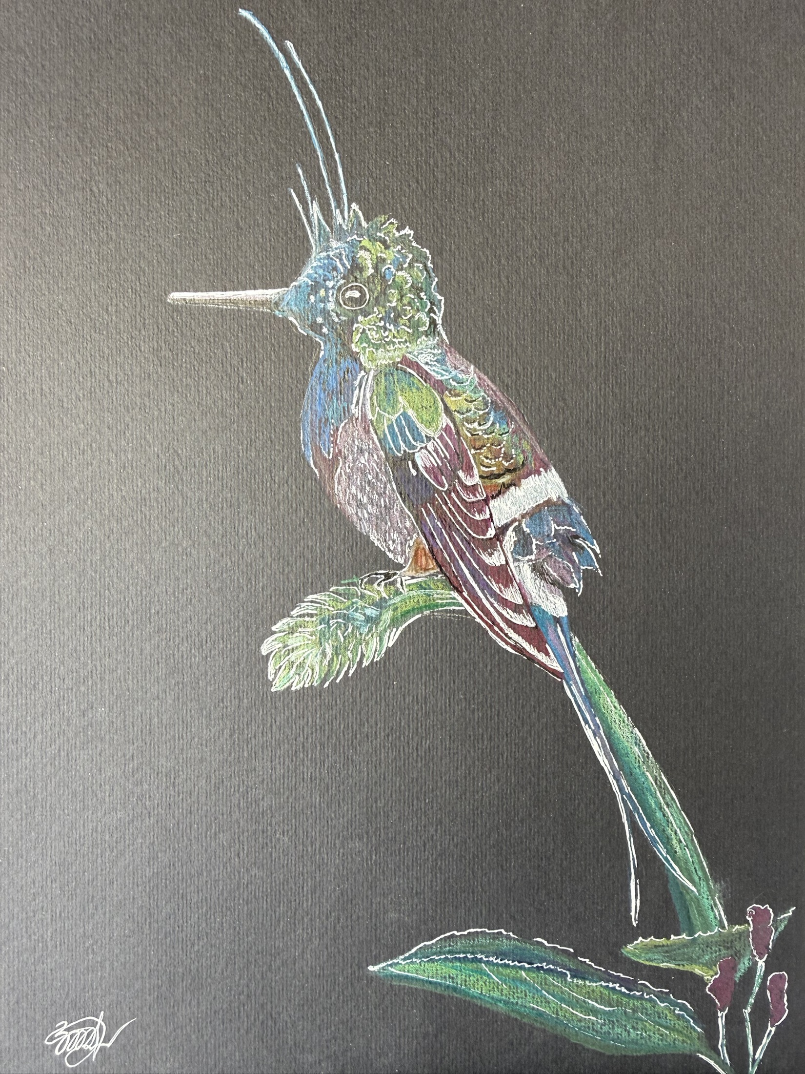 Hummingbird