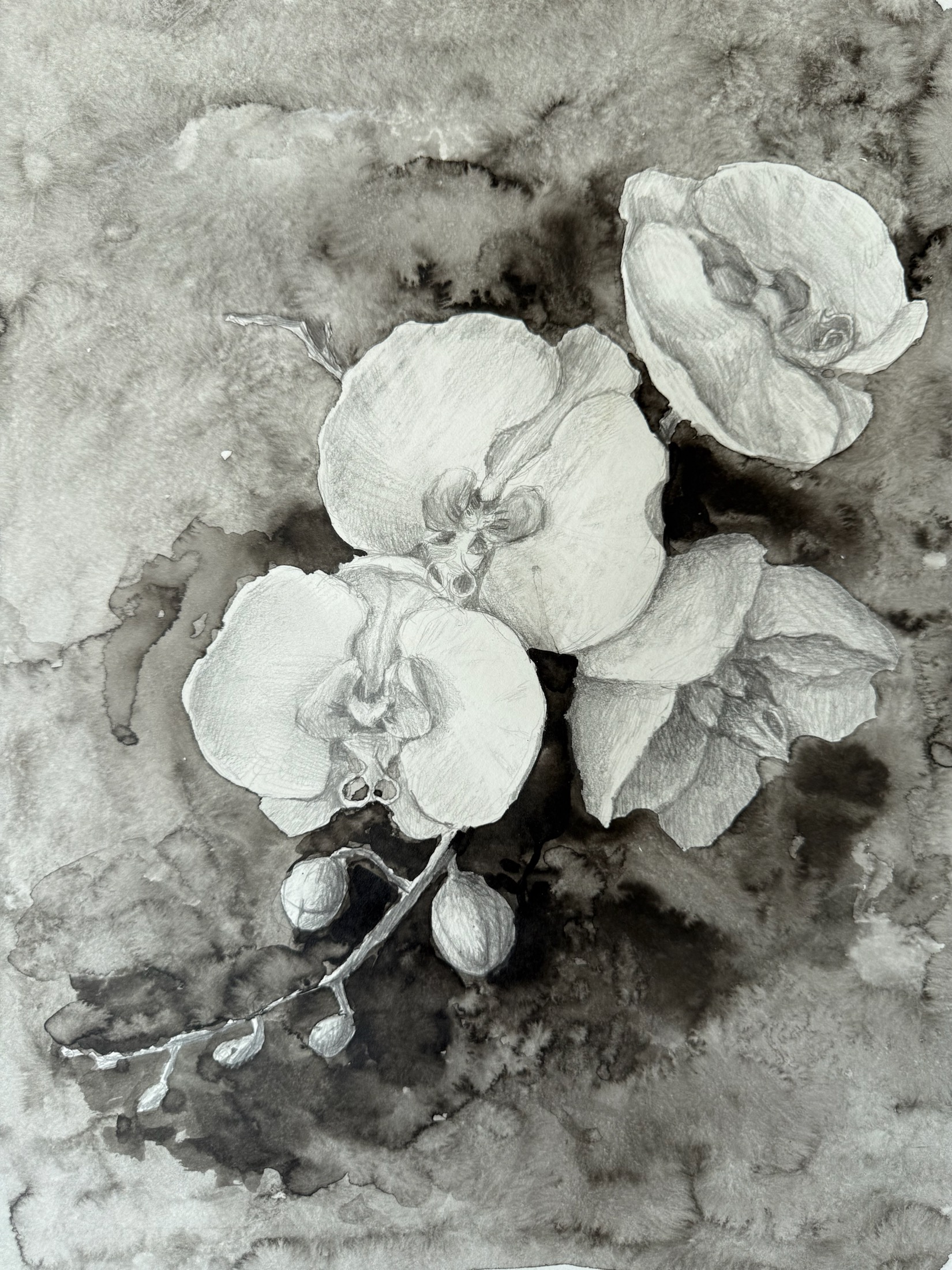White Orchid